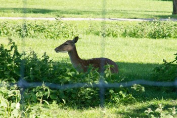 The deer enclosure at Greenwich Park