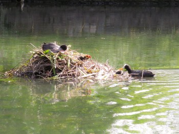 Feeding the Ducks and Geese ~ ian-scott.net