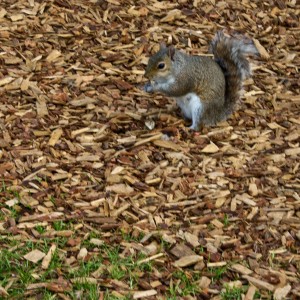 Good Squirrel