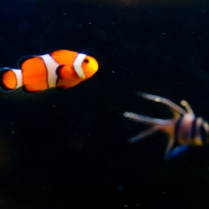 Nemo and Friend