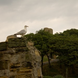 This Giant Bird Will Destroy The Castle
