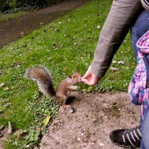 Feeding The Squirrel