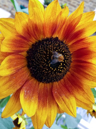 A busy little bee on a sunflower