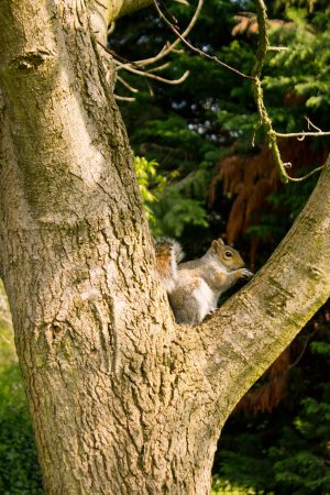 The one friendly squirrel enjoys its nut