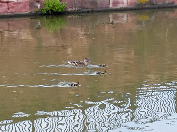 The mother duck and her babies leave wakes behind them