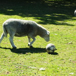 Football Sheep