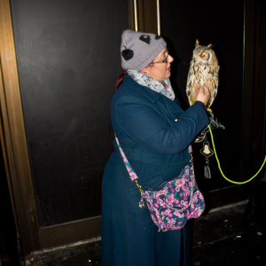 Stroking the Owl