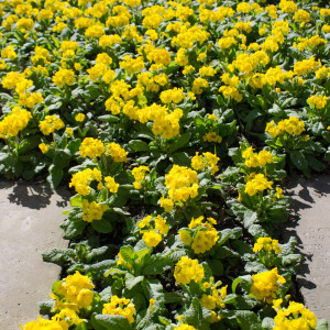 Shining Daffodils