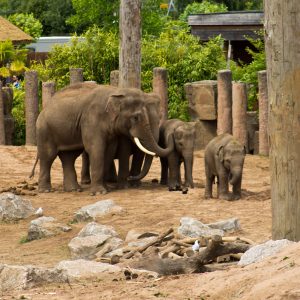 Elephant Family