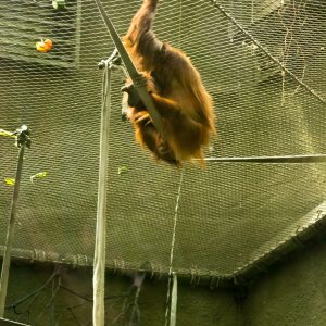 Peeing Orangutan