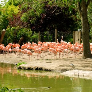 FLamingos in the Sun