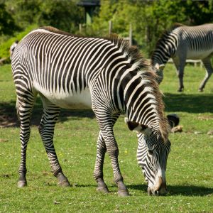 Zebra Closeup
