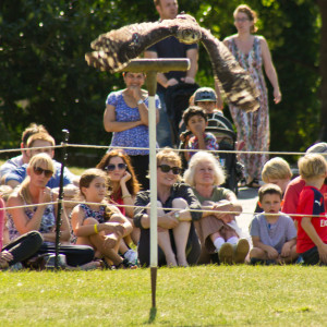 Owl In Flight