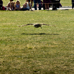 Flying in the Sun