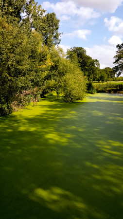 The surreal view of the pond at the Tarn