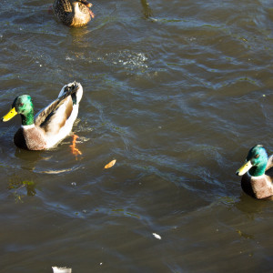 Ducks Approach