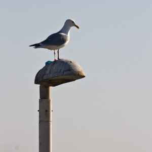 Bird on a Post