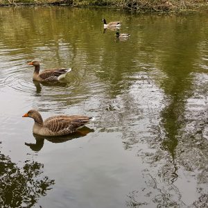 Water Birds