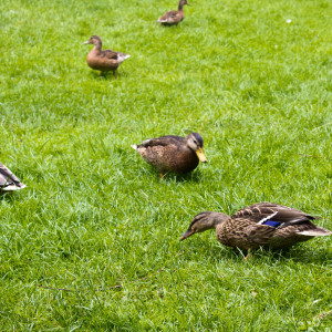 The Ducks