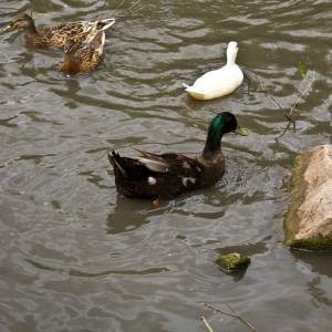 Duck