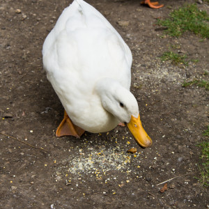 White Duck