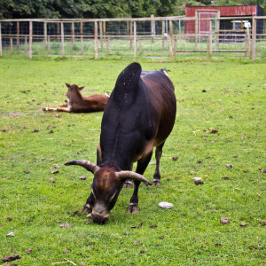 Zebu