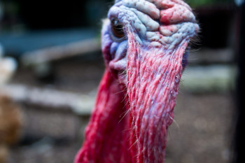 An agressive turkey