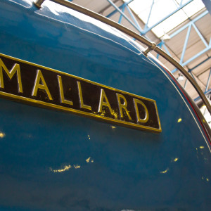 Mallard