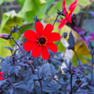 Red Flower