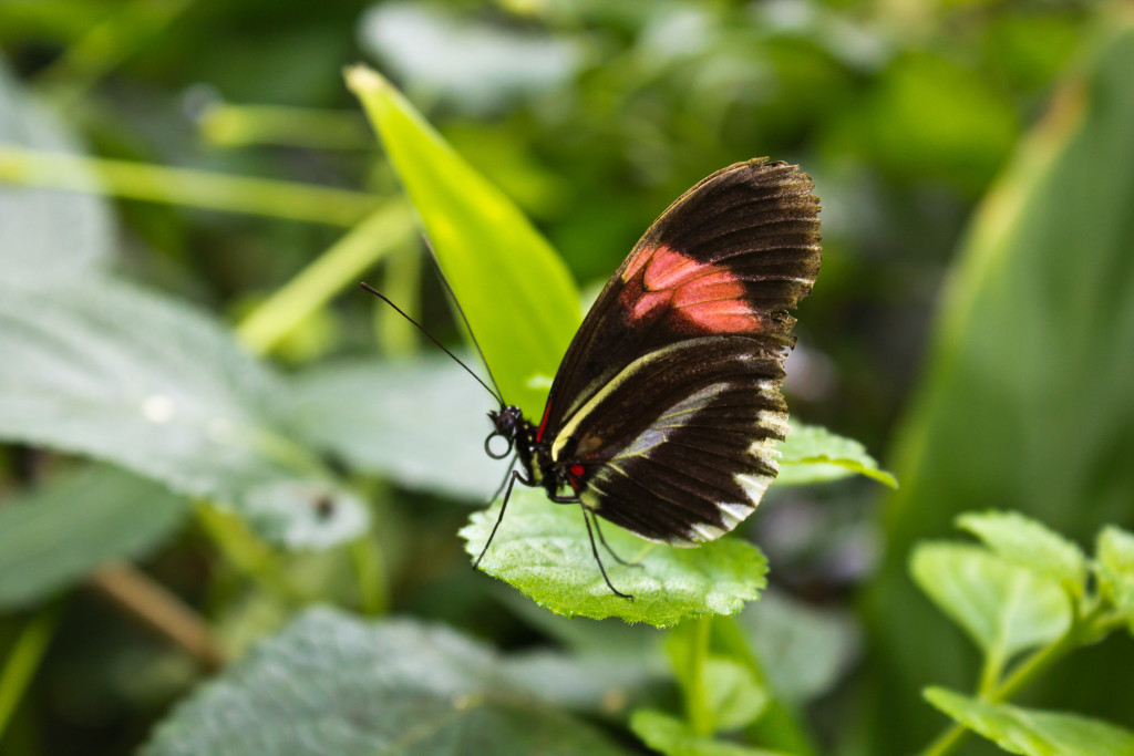 More Butterflies and Owls ~ ian-scott.net