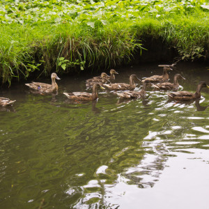 Found The Ducks