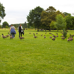 Through The Geese Field