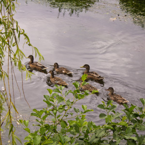 The Ducks Again