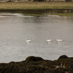 Swans In A Row