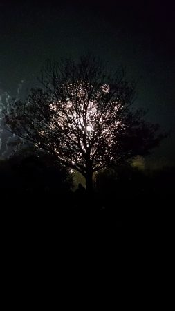Sparkling Tree