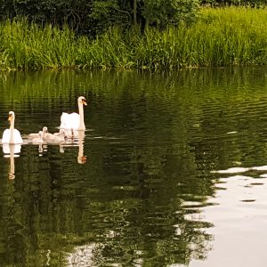 Swans Reflections