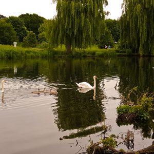 Swans A Swimming