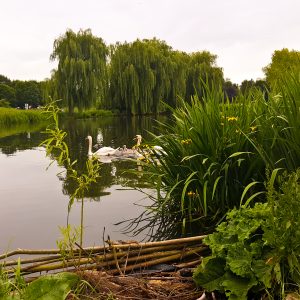 Hidden Swans