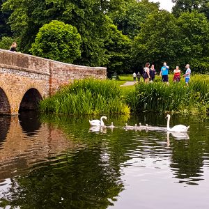 Swans And Bridge