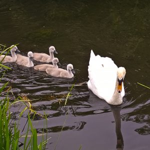 Leading Swan