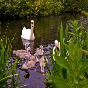 Hello Swans