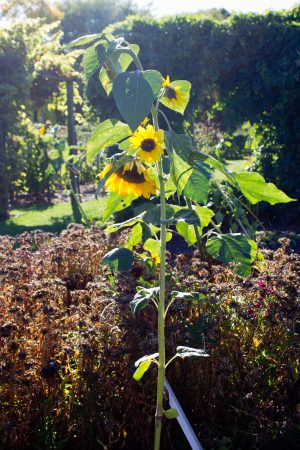 Last of The Sunflowers