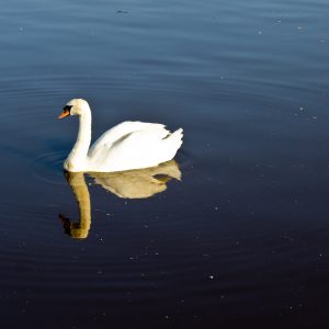 Perfect Swan