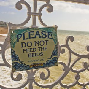 Please Do Not Feed The Birds
