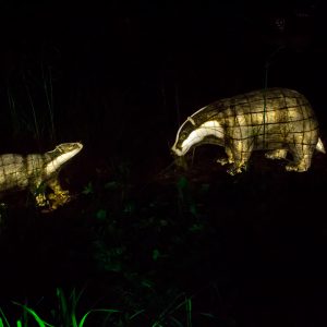Two Badgers