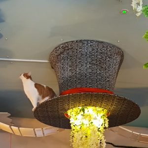 Cat On A Hat