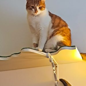 Cat On A Shelf