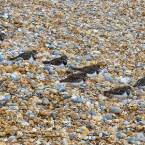 Turnstones