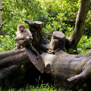 Monkey On A Tree