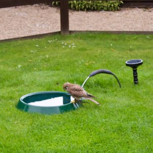 Kestral Drinking